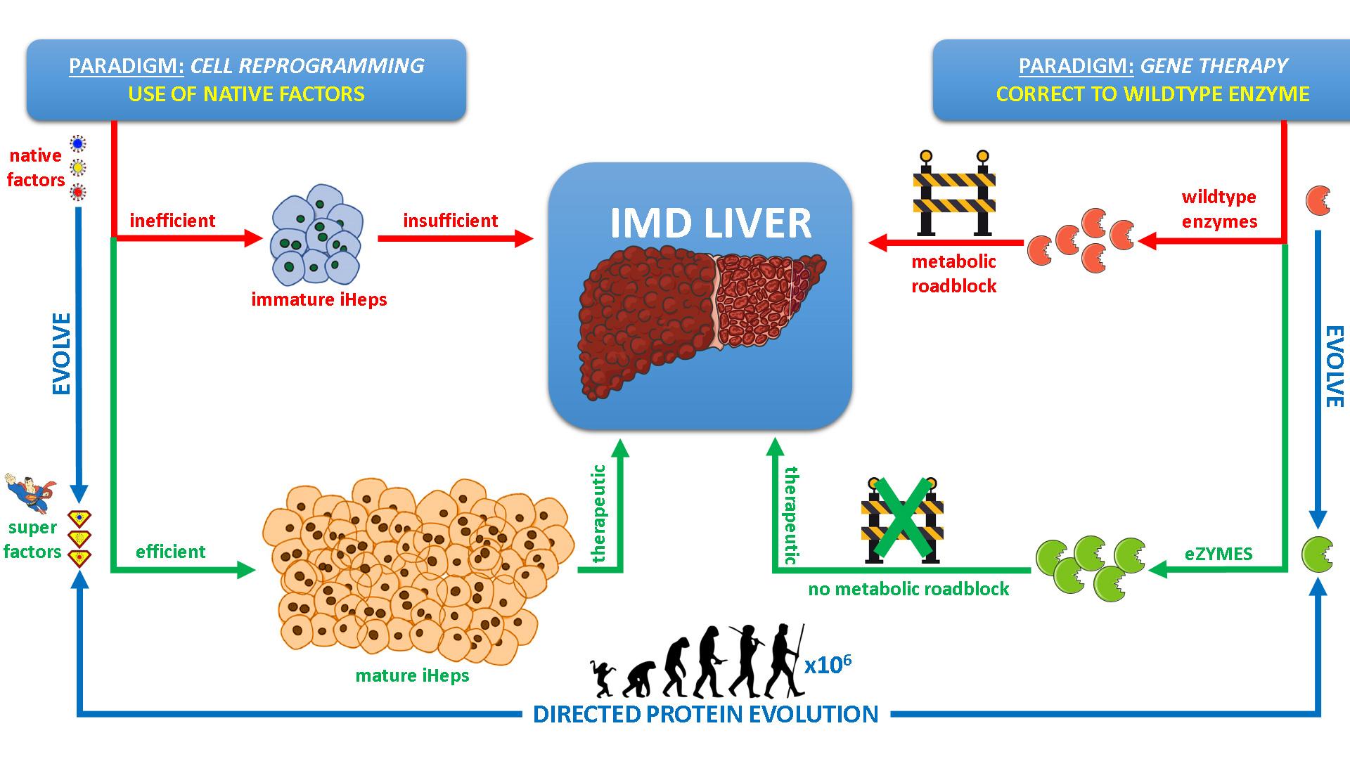 Proposed Gene- and Probiotic-therapy strategies for HT1