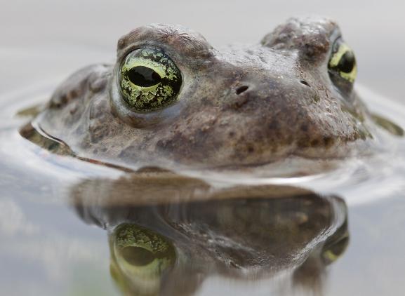 Rugstreeppad Mark Zekus Rugstreeppad Mark Zekus