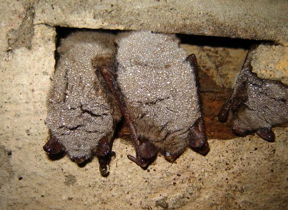 Watervleermuis - Jeroen Willemsen Jeroen Willemsen