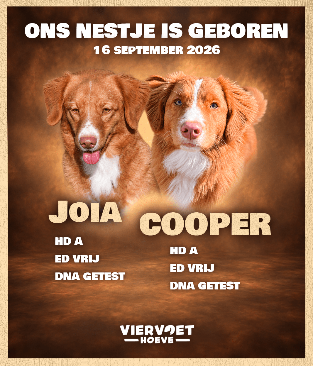Chiots Retriever de la Nouvelle Écosse à vendre en Belgique.