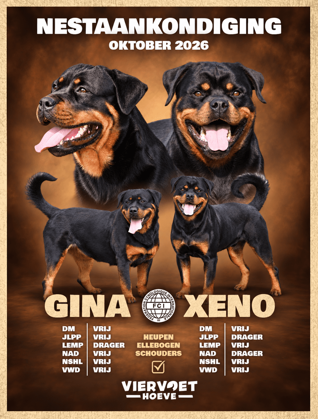 Chiots Rottweiler à vendre en Belgique. Éleveur de Rottweiler. 
