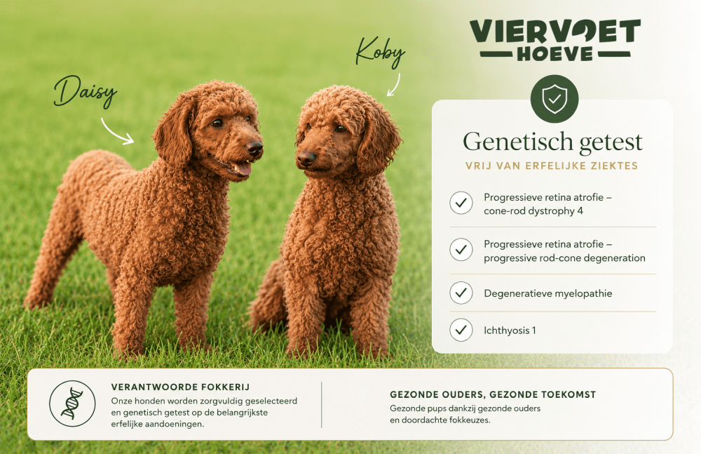 Chiots Caniche nain disponibles.