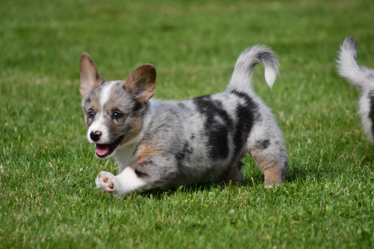 Door de nauwe band tussen fokker en pup ontwikkelen onze Welsh Corgi Cardigans zich tot evenwichtige, aanhankelijke honden. Persoonlijke zorg en aandacht zijn bij ons vanzelfsprekend.