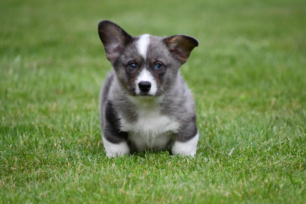 Al onze Welsh Corgi Cardigan pups groeien op in een warme, huiselijke omgeving. Ze worden dagelijks gesocialiseerd en leren omgaan met geluiden, mensen en andere huisdieren