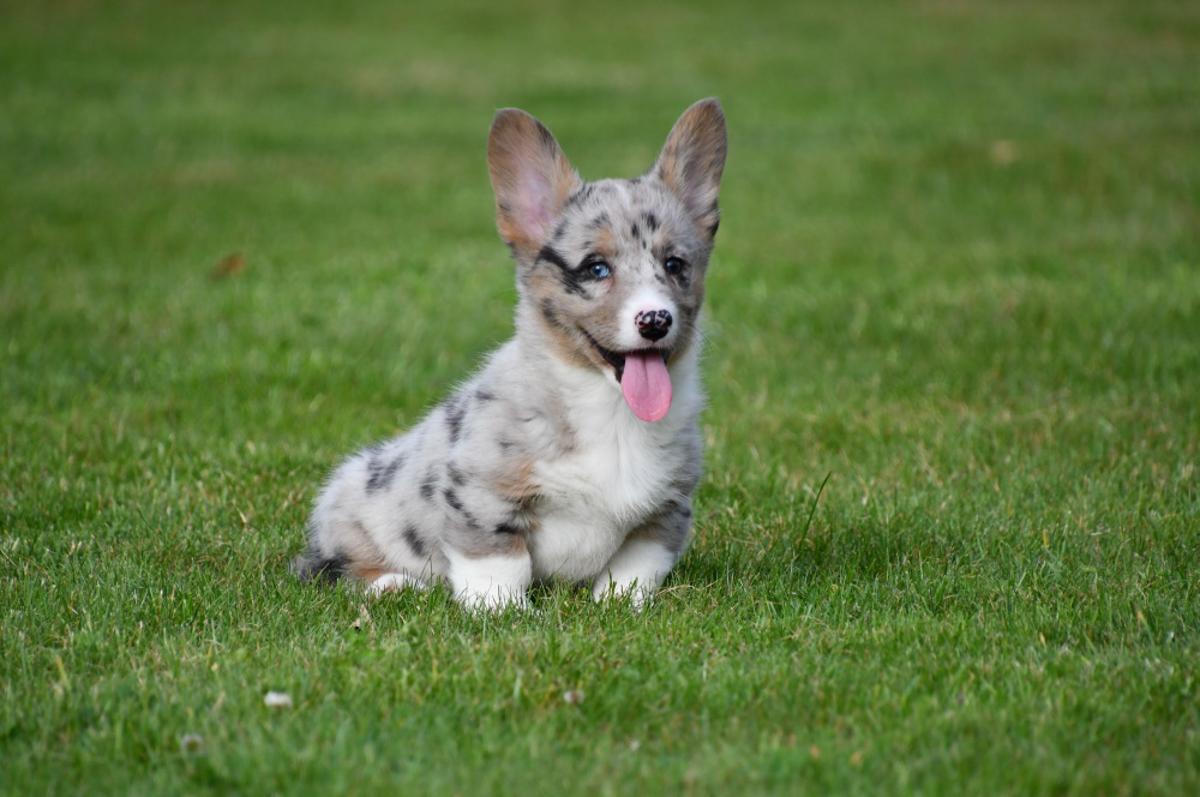 Onze Welsh Corgi Cardigan pups worden grootgebracht met liefde en zorg in huiselijke sfeer. Ze genieten van rust, regelmaat en een veilige start in het leven, ideaal voor hun verdere ontwikkeling.