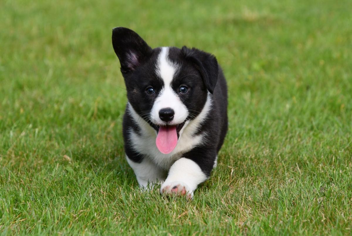 Chiots Welsh Corgi Cardigan à vendre, issus d'un éleveur reconnu. Parents présents. Chiots en bonne santé et bien socialisés. Disponibles immédiatement !