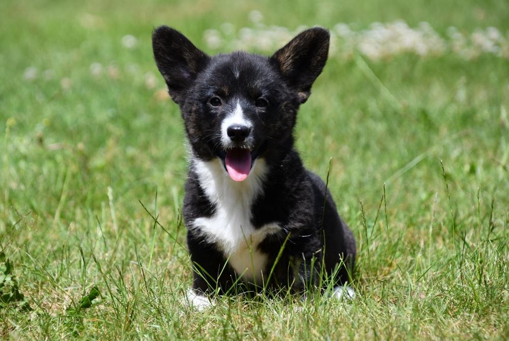 Chiots Welsh Corgi Cardigan à vendre