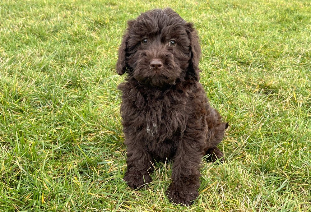 Adorables chiots Labradoodle à vendre chez un éleveur agréé en Belgique. Chiots en bonne santé, bien socialisés, au pelage hypoallergénique, élevés dans un chenil professionnel avec soins attentifs et garantie de santé.