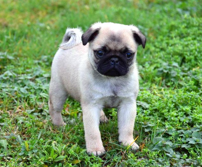 Schattige mopshond pup te koop - Deze liefdevolle, speelse en schattige mopshond pup zoekt een nieuw thuis. Met zijn ronde ogen, gekrulde staart en zachte vacht is deze pup de perfecte metgezel voor elke familie. Gezond, goed verzorgd en klaar om te verhuizen naar een liefdevol huis. Neem vandaag nog contact met ons op voor meer informatie over deze geweldige mopshond pup!