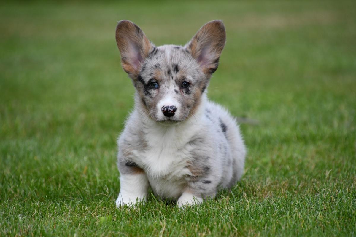 Onze Welsh Corgi Cardigan pups zijn gezond, sociaal en afkomstig van een erkende fokker in België. Elk pupje is zorgvuldig opgevoed en wordt verkocht met alle nodige vaccinaties en voorafgaand een dierenartscontrole. Ontdek waarom dit trouwe, intelligente ras zo geliefd is bij gezinnen en hondenliefhebbers.