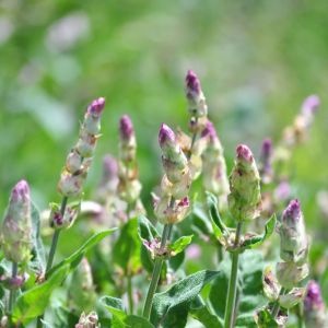 Een close-up van biologische salieplanten op een Grieks veld. Door handmatige oogst blijven de kruiden van Oh!rganic vrij van schadelijke alkaloïden zoals PA’s.