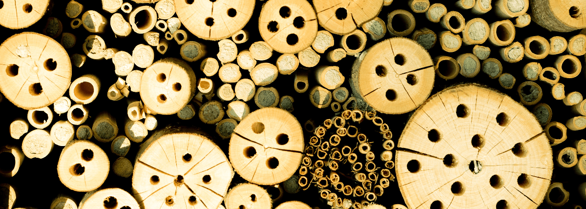 Biodiversiteit Biodiversiteit