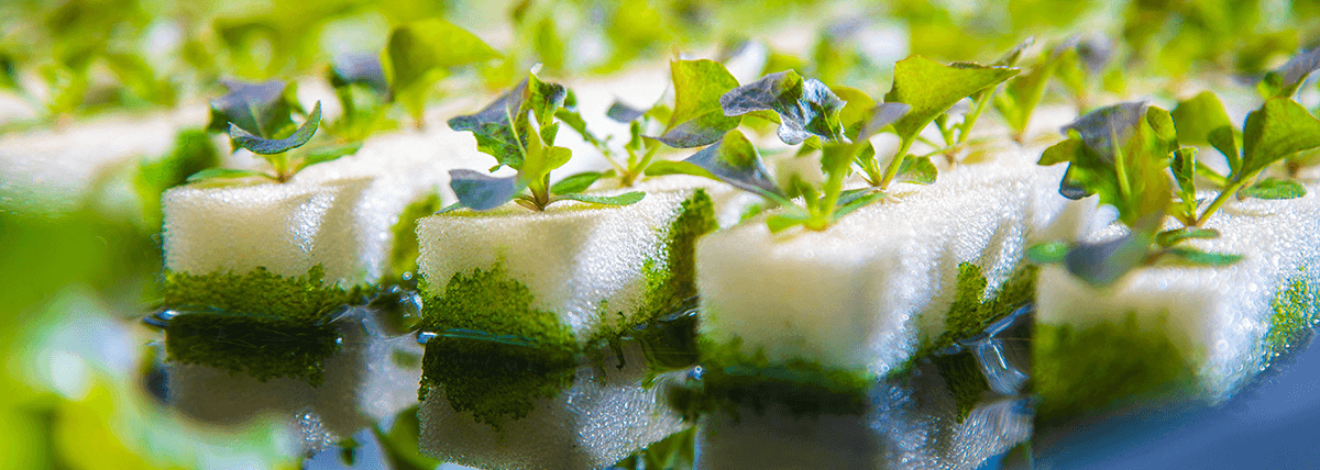 groen groener groenst groen groener groenst iStem