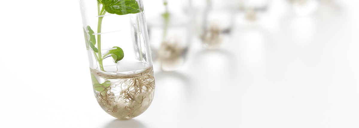 Groen groener groenst Groen groener groenst iStem