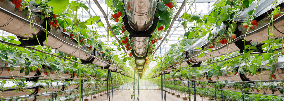 Hydroponics Hydroponics iStem