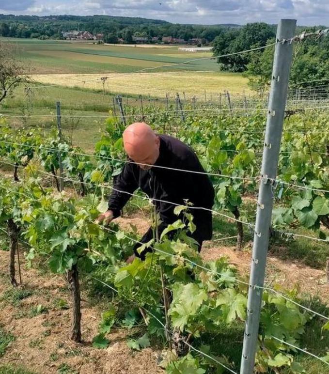 wijngaard Ten Gaerde op de heuvels van Houwaart