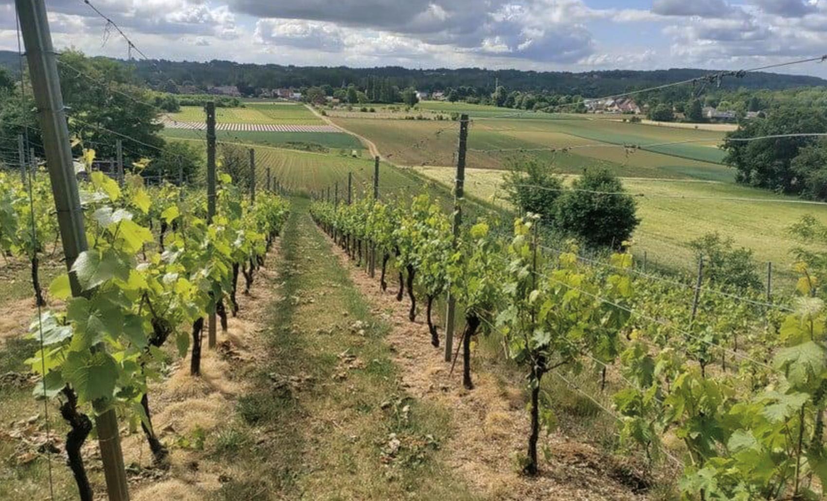 wijngaard Ten Gaerde op de heuvels van Houwaart