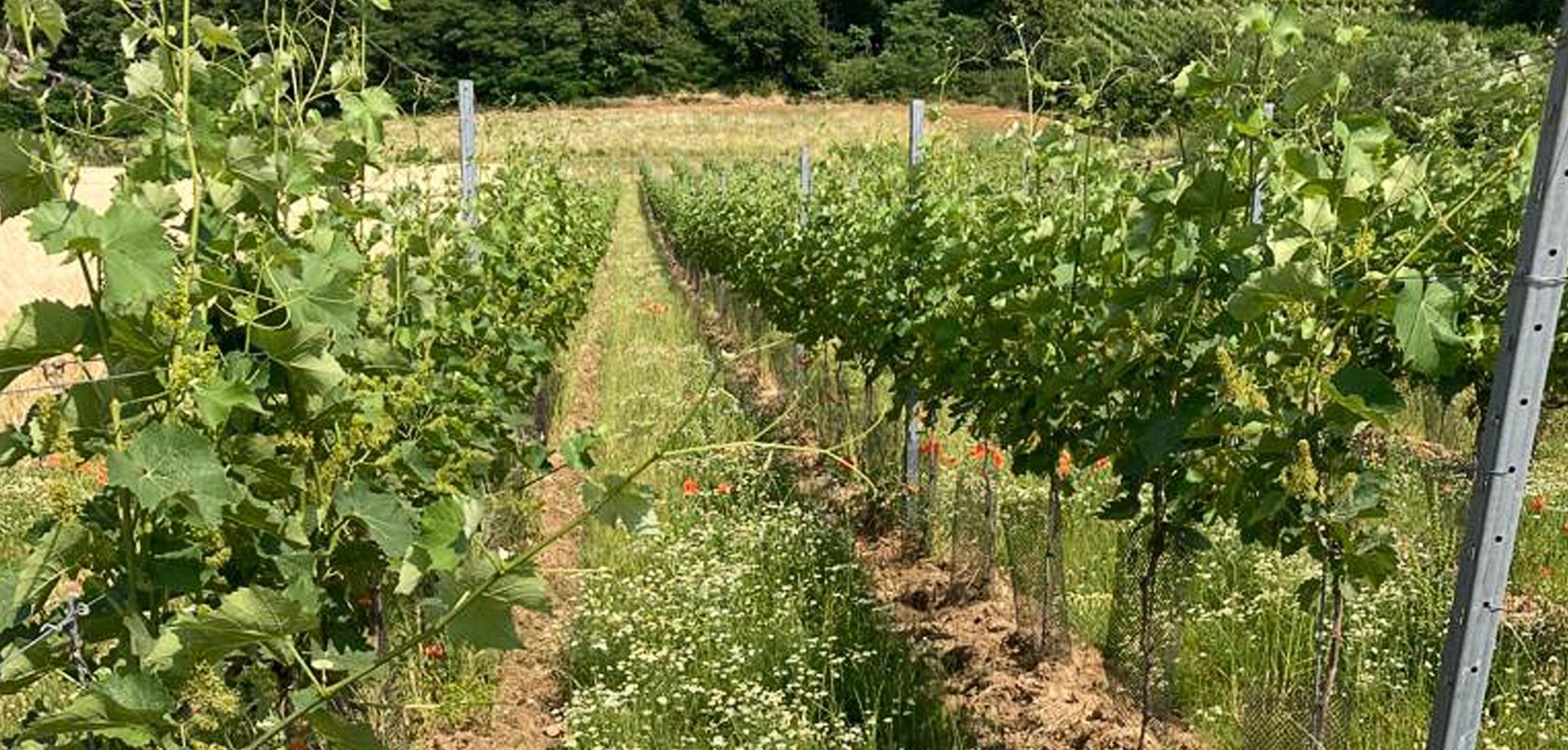 ten Gaerde wijngaard ten Gaerde wijngaard